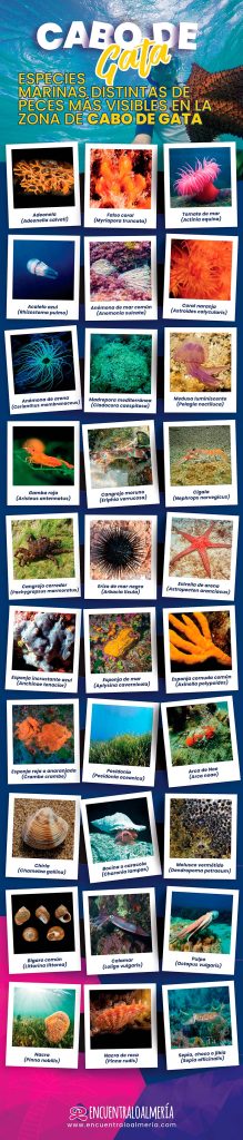 Especies marina que no son peces para ver en Cabo de Gata