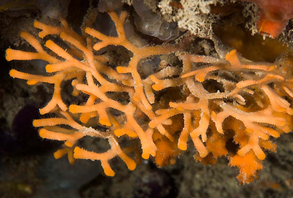 Otras especies marinas en Cabo de Gata: Adeonela. Nombre Científico: Adeonella calveti