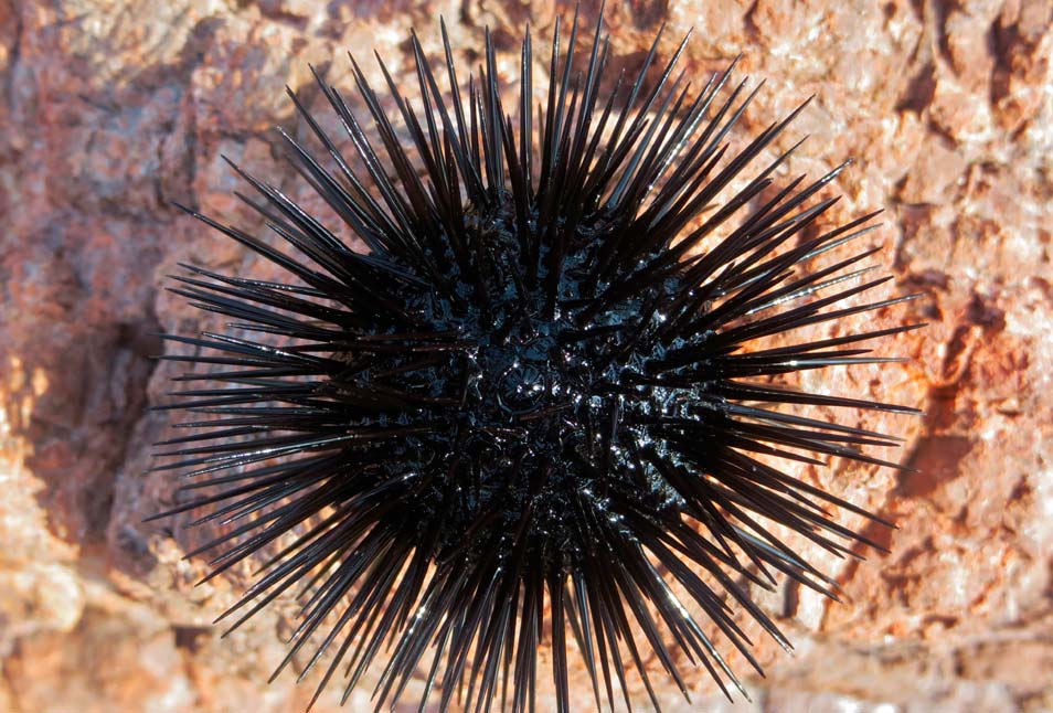 Otras especies marinas en Cabo de Gata: Erizo de mar negro. Nombre Científico: Arbacia lixula