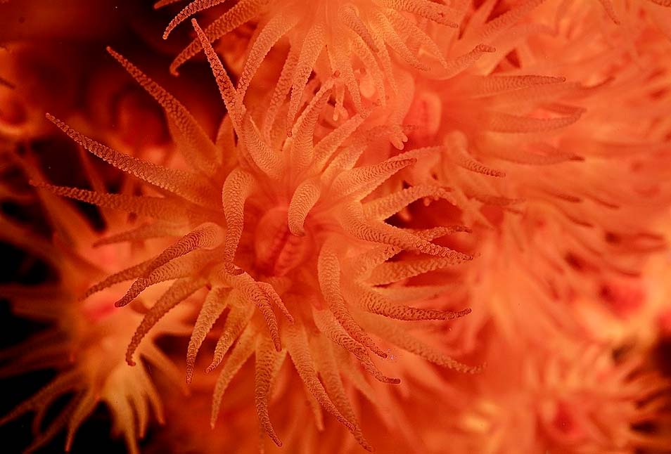 Otras especies marinas en Cabo de Gata: Coral Naranja. Nombre Científico: Astroides calycularis