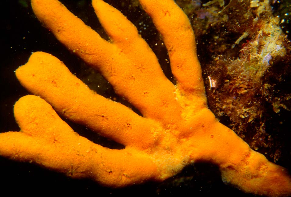 Otras especies marinas en Cabo de Gata: Esponja cornuda común. Nombre Científico: Axinella polypoides