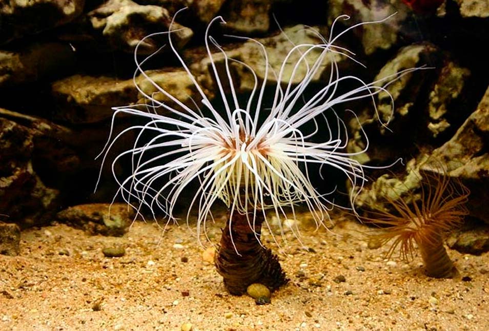 Otras especies marinas en Cabo de Gata: Cerianto o anémona de arena. Nombre Científico: Cerianthus membranaceus