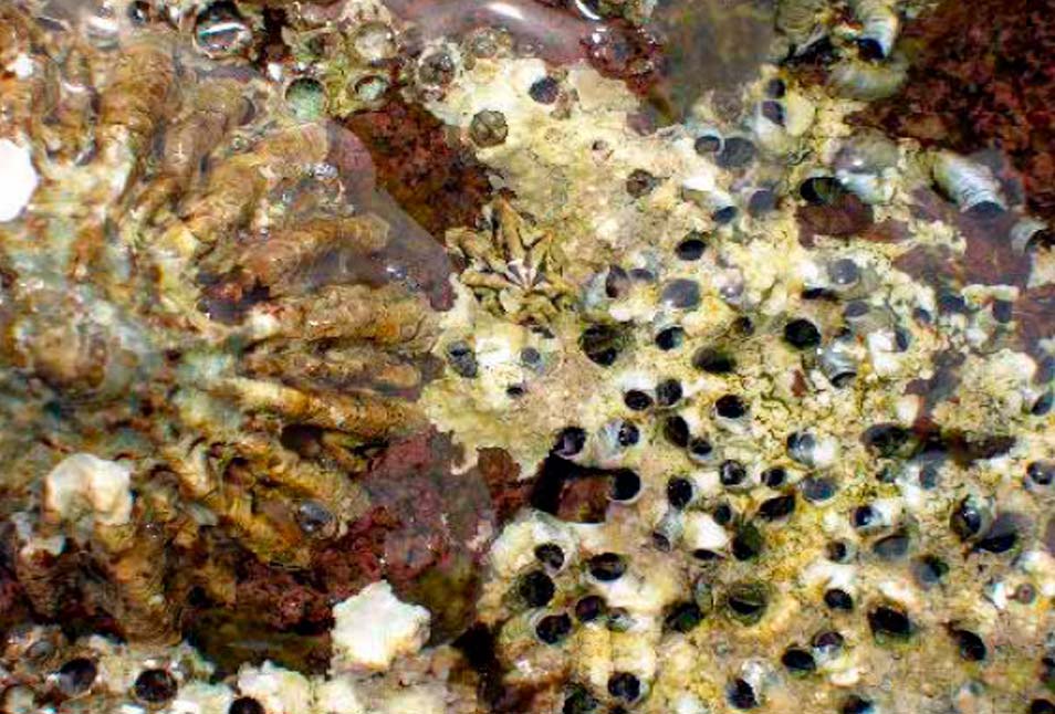 Otras especies marinas en Cabo de Gata: Molusco vermétido gasterópodo. Nombre Científico: Dendropoma petraeum