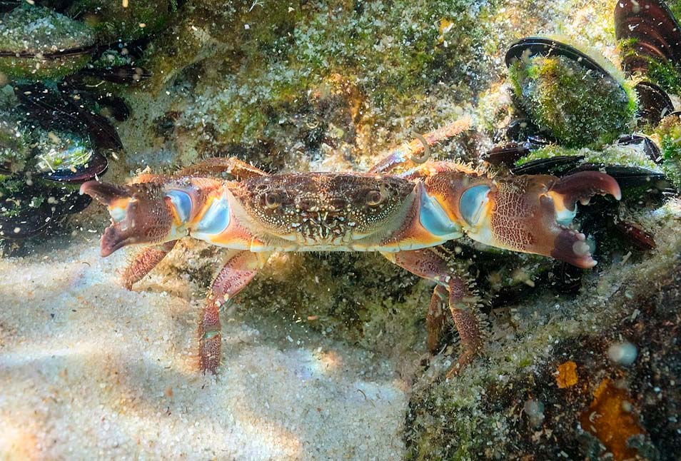Otras especies marinas en Cabo de Gata: Cangrejo moruno. Nombre Científico: Eriphia verrucosa