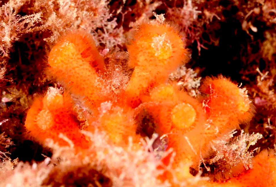 Otras especies marinas en Cabo de Gata: Falso coral. Nombre Científico: Myriapora truncata