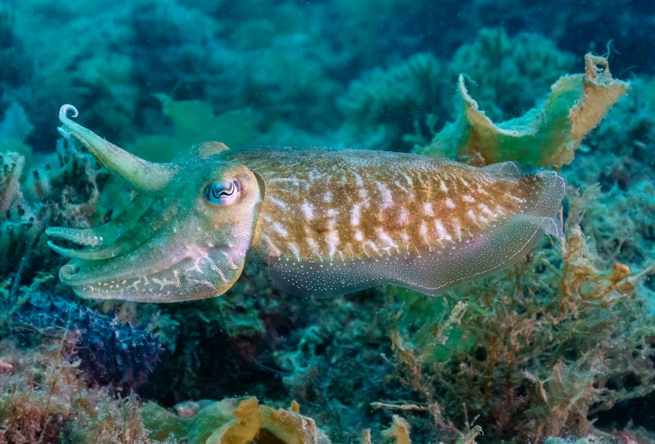 Otras especies marinas en Cabo de Gata: Sepia, choco o jibia. Nombre Científico: Sepia officinalis